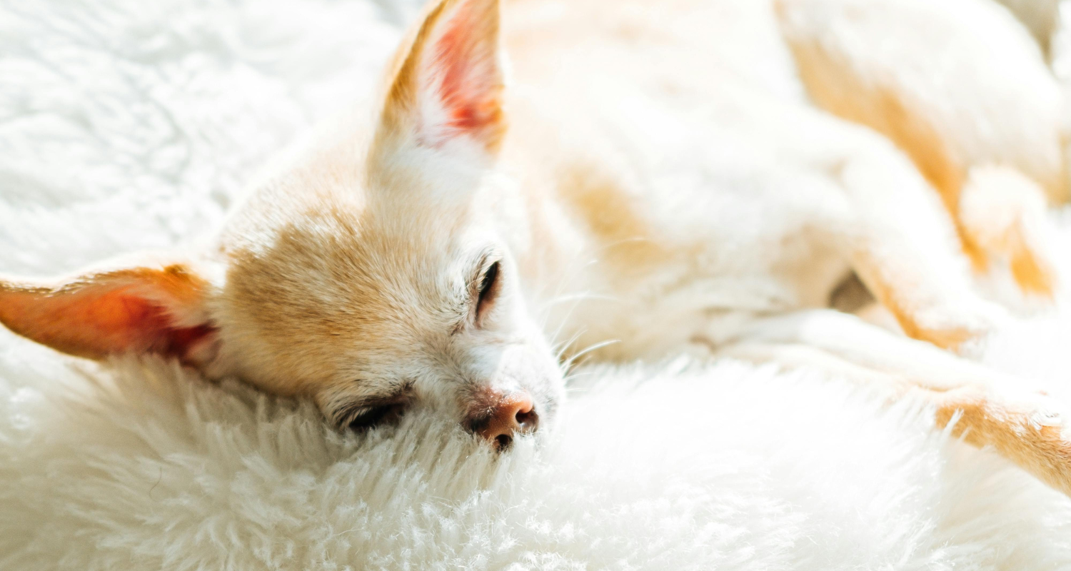 Do calming beds work for dogs? – and Which One Is the Best?